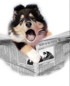 News for Novice2